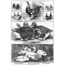 Birmingham poultry show for sale Birmingham poultry show for sale  GLASGOW