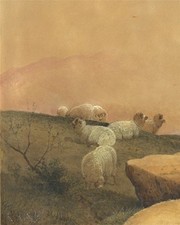 Sheep highlands possibly for sale  UK