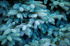 Colorado blue spruce for sale  Russell