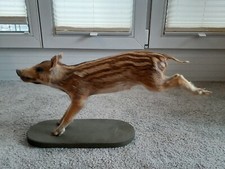 Frischling präparat taxidermi gebraucht kaufen  Tangstedt