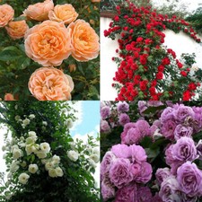100pcs grimpant rose d'occasion  Expédié en France