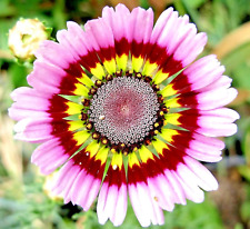1000 painted daisy for sale  Salem