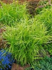 Carex muskingumensis silberstr gebraucht kaufen  Westerstede
