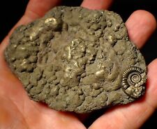 Pyrite multi ammonite for sale  BRISTOL