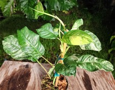 Rhaphidophora puberula variega for sale  Hollywood