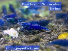 High grade blue for sale  Santa Clara