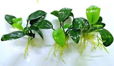 Anubias nana petite for sale  PLYMOUTH