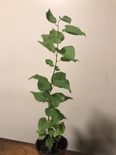 Apricot tree prunus for sale  Beacon