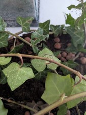 Phasme baton né d'occasion  Boulogne-sur-Mer