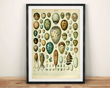 Bird eggs print for sale  SUTTON