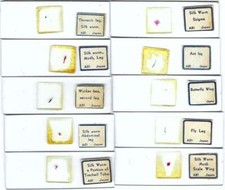 Entomology microscope slides for sale  Los Angeles