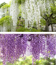 royal standard china wisteria for sale royal standard china wisteria for sale CAMBORNE