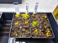 Venus flytrap wereclam for sale  Lorton