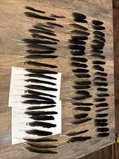 crow feathers for sale crow feathers for sale DISS