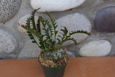 plants pot tropical for sale plants pot tropical for sale Roseburg