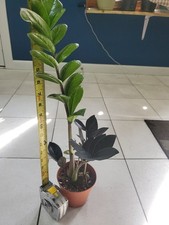 Zamioculcas zamiifolia black for sale  Glenside