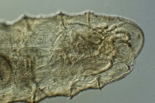 Vintage microscope slide for sale  GREAT YARMOUTH