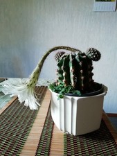 Großer alter echinopsis gebraucht kaufen  Schwäbisch Hall