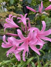 Nerine belladiva aphrodite for sale  MEXBOROUGH