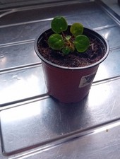 Chinese money plant for sale  NORTHAMPTON