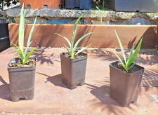 Yucca torreyi faxoniana usato  Imperia