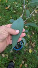 Eucalyptus pauciflora ssp gebraucht kaufen  Bad Rappenau