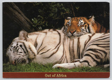 Postcard bengal tigers for sale  Troy