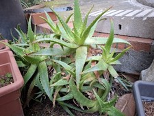 Aloe vera usato  Santa Maria a Vico