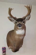 Sitka black tail for sale  Brandon