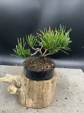 Mugo pine bonsai for sale  HULL