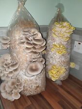 Mushroom growing kit for sale  WORCESTER