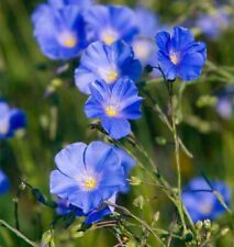Grow flax seeds for sale  MANCHESTER