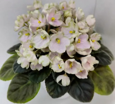 African violet snowdrop. for sale  Acworth