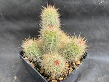 Echinocereus berthelowanus cac usato  Massafra