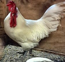 American bresse hatching for sale  Paducah