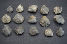 Fossilien brachiopoden malm gebraucht kaufen  Gütersloh