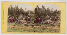 Genre stereoview hop for sale  BATH