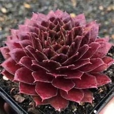 Rojin succulent hens for sale  Coeur D Alene