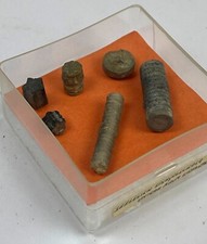 Fossile seelilie stilglieder gebraucht kaufen  Wanfried