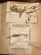 1873 rare herbarium for sale  Port Jefferson Station