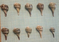 lightning whelk for sale lightning whelk for sale Tarpon Springs
