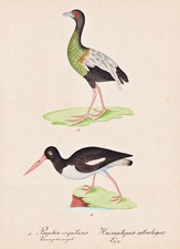 Ystercatcher vogel bird gebraucht kaufen Ystercatcher vogel bird gebraucht kaufen  Seubersdorf