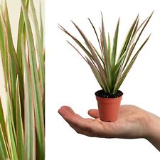 Dracaena bicolour dragon for sale  GLASGOW