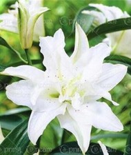 Exotic rare lily for sale  Goldsboro