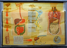 Cartaz médico impressão quadro de parede rolável corpo humano trato digestivo de alimentos comprar usado  Enviando para Brazil