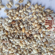 Pack natural seashells for sale  Shipping to Ireland