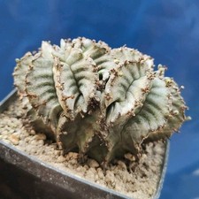 Euphorbia horrida snowflake usato  Tramonti