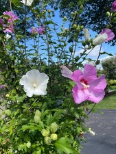 rose sharon shrub for sale  Scranton