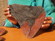 Detailed scyphocrinites crinoi for sale  Tucson