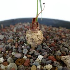 Cycas chevalieri vicino usato  Napoli